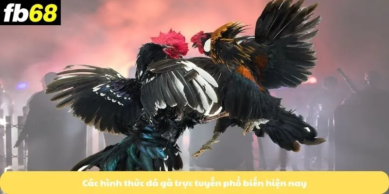 Các hình thức đá gà trực tuyến phổ biến hiện nay
