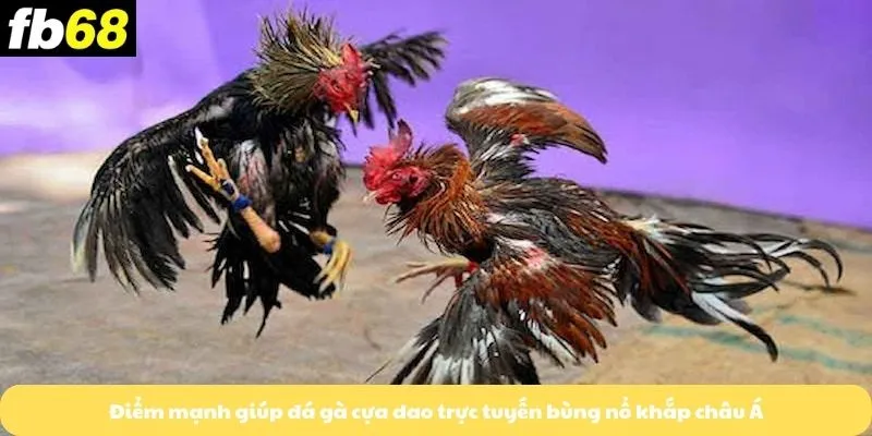 Điểm mạnh giúp đá gà cựa dao trực tuyến bùng nổ khắp châu Á