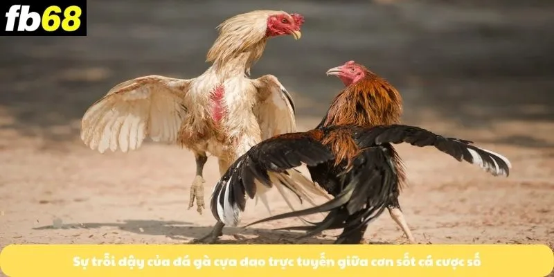 Sự trỗi dậy của đá gà cựa dao trực tuyến giữa cơn sốt cá cược số