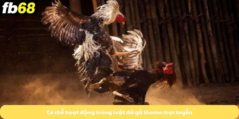 Cơ chế hoạt động trong luật đá gà thomo trực tuyến