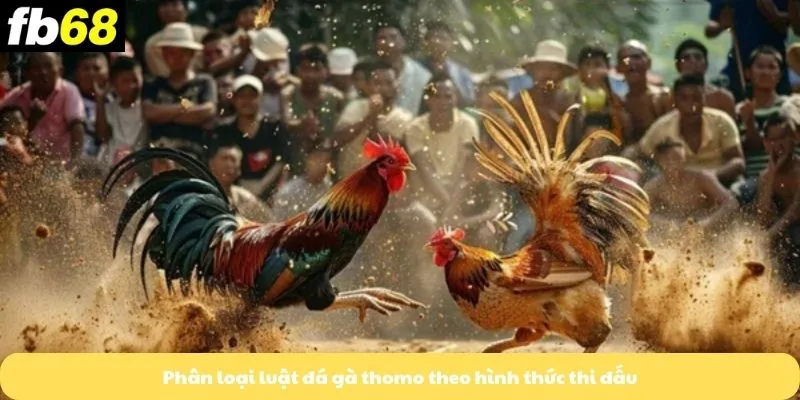 Phân loại luật đá gà thomo theo hình thức thi đấu